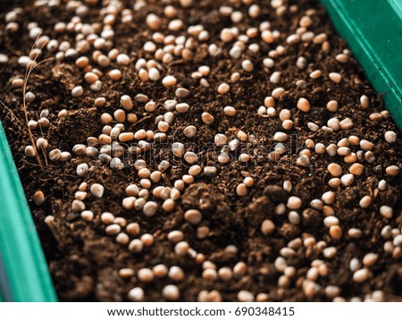 Seed plant on the black soil, vegetable seeds.