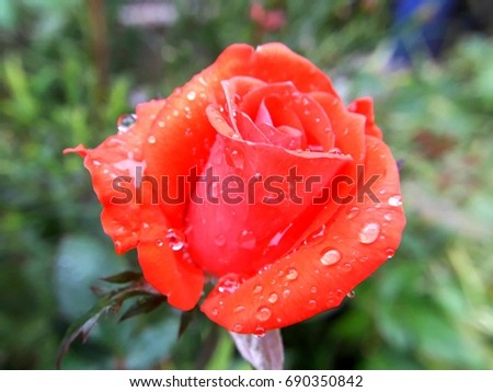 red red rose morning dew