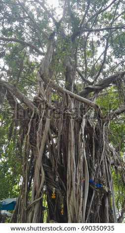 Banyan trees of great forest,root banyan.