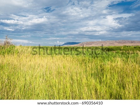 cane, reed, rush, thatch, frail. reeds growing along the road. Kazakhstan. Altyn Emel National Park
