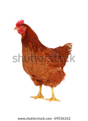 Brown hen isolated on white, studio shot. Royalty-Free Stock Photo #69036262