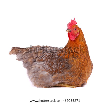 Brown hen isolated on white, studio shot. Royalty-Free Stock Photo #69036271