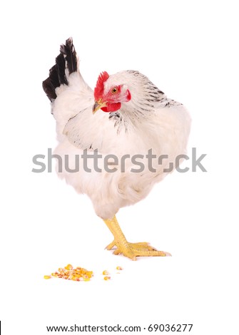 White hen eating corn grains isolated on white, studio shot. Royalty-Free Stock Photo #69036277