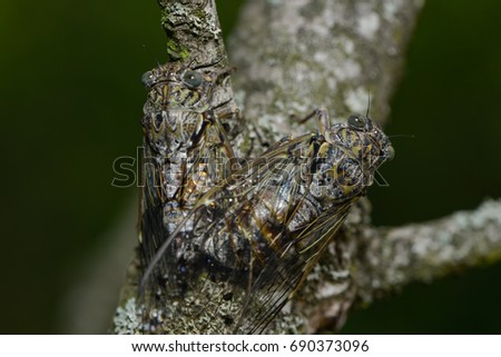 the pairing of two cicadas