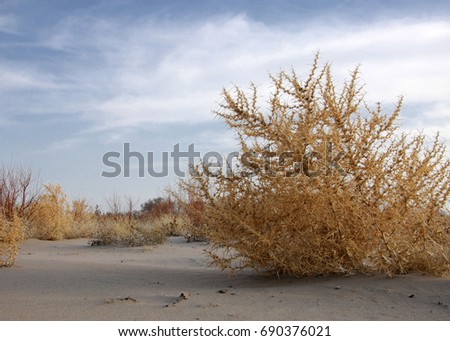 Lone tumble weed is wedged against a ripple of sand. Road in Taukum sands, 