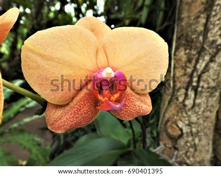 Beautiful orchidae. I took the picture at the Royal park in Chiangmai in Thailand.
