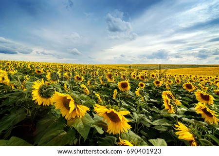 Field of sunflowers lines composition of nature