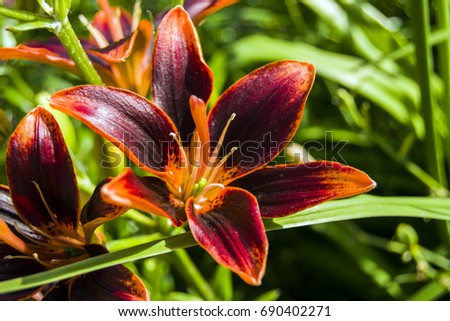 Brown-orange lily, garden flower