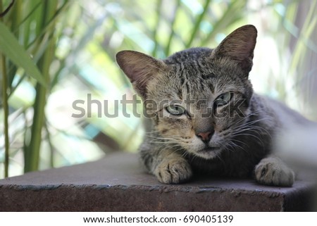 Cute little kitten feel hungry and staring at you waiting for the food