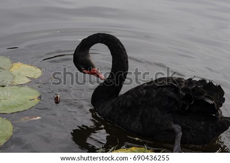Black swan.. Black swans were introduced to various countries as an ornamental bird in the 1800s, but have escaped and formed stable populations.