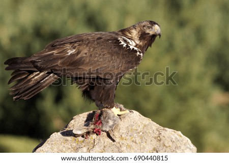 Adult female of Spanish imperial eagle. Aquila adalberti