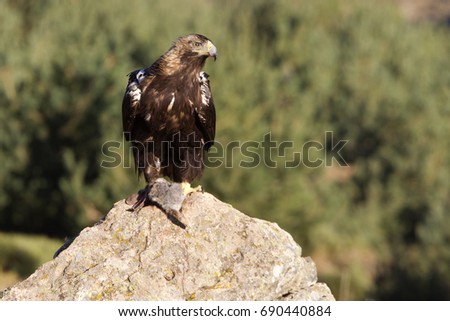Adult female of Spanish imperial eagle. Aquila adalberti