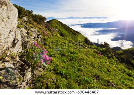 Carpathian mountains, covered with flowering rhododendron.