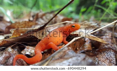 A close up of a bold and vibrant Eastern Newt.