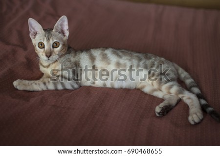 Marble Bengal Cat Stock Photos And Images Avopix Com