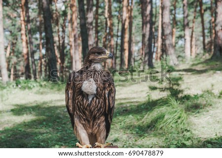 Proud young eagle in the forest. The eagle sits on a stick for photography.