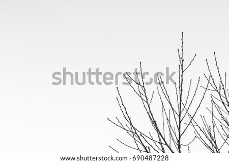 Tree branches with no leaves. This image can be used as a background texture. 