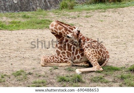 giraffe is sitting