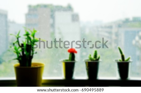 Three cactus and one little tree on window in rainy day, lonely mood picture