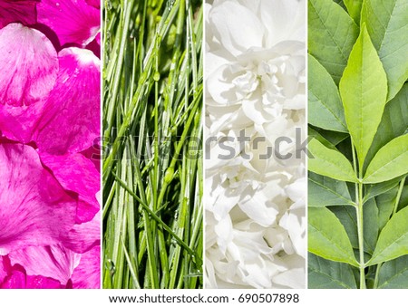 Collage picture of different flowers and plants