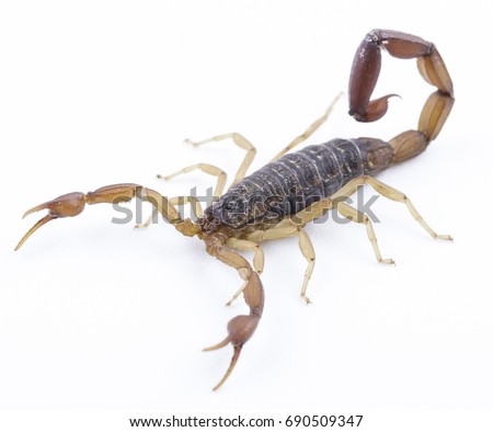 John Scorpion - Centruroides noxius