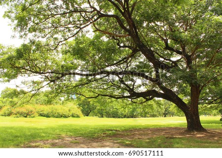 Large tree on sunny day in the park