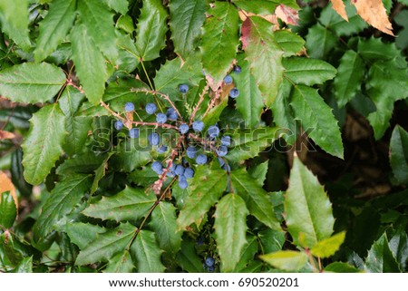 blue berry shrub close up