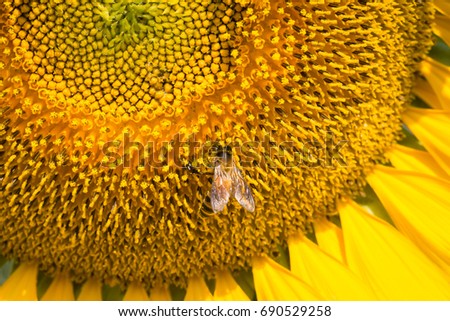 Close up of bumble bee pollinating on sunflower