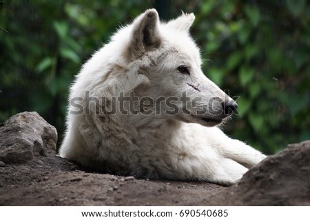 A head shot of a resting grey wolf 