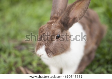 A cute rabbit in the green field.