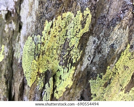 Lichens on Stone Wall, Rydal Water, Lake District, Cumbria, England