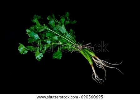 Coriander plant, low key picture style on black background