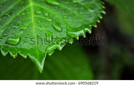 Wet Green Leaf 