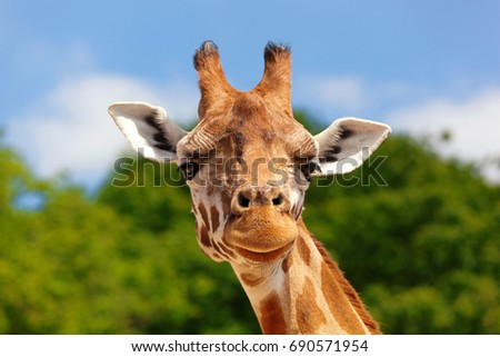 Close-up of a giraffe in front of some green trees and blue sky Royalty-Free Stock Photo #690571954