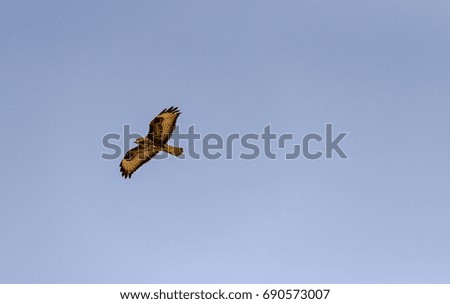 buzzard in flight, predator, blue sky background