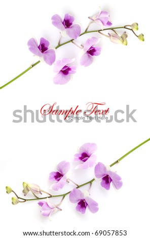 Pink orchid isolated on a white background with copy space