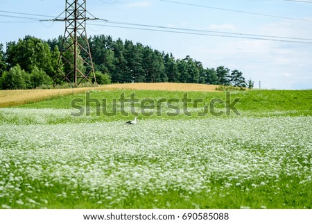 white spring flowers on green background with shallow depth of field
