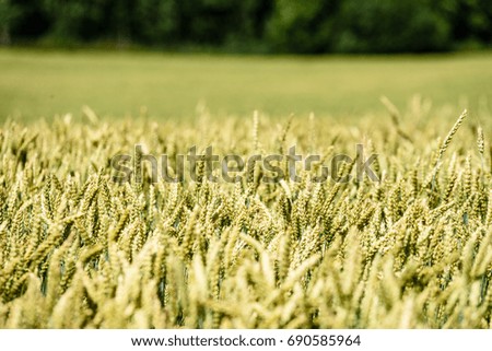Summer Landscape with Wheat Field and Clouds in latvia. close up shoot of grain
