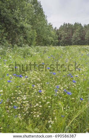 Meadow with field flowers with camomiles and cornflowers