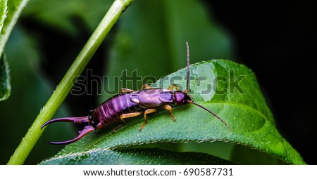 Earwig bug with six legs and large pincers sits on a green leaf in a backyard flower garden