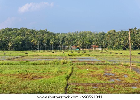 Rice cultivation in the district Polgahamulla on the way to the town Tangalle in the south of Sri Lanka. Agriculture and cattle breeding, determinate the picture of the country