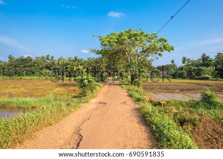 Rice cultivation in the district Polgahamulla on the way to the town Tangalle in the south of Sri Lanka. Agriculture and cattle breeding, determinate the picture of the country