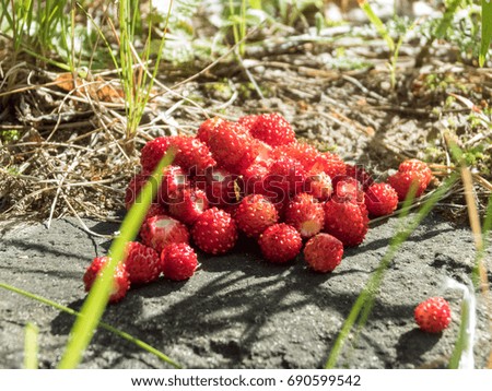 A handful of red wild strawberries on grey rock in the forest with leaves and grass and shadows