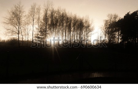 Black and white horror landscape/ This is a sunset behind dark trees.