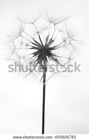 Picture of a dandelion against the sky
