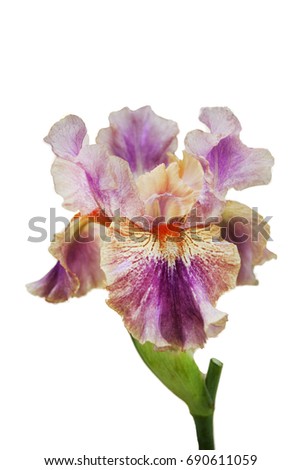 Lilac beige iris with orange fringe, on green stalk, isolated white background,close-up