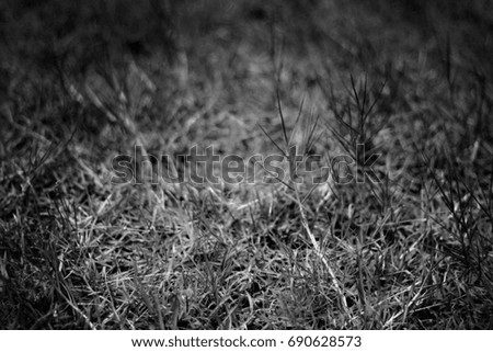 Gray-Scale Black and White GRASS Backdrop
