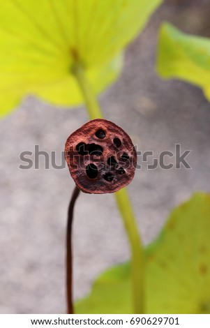 PINK LOTUS FLOWER WITH YELLOW POD