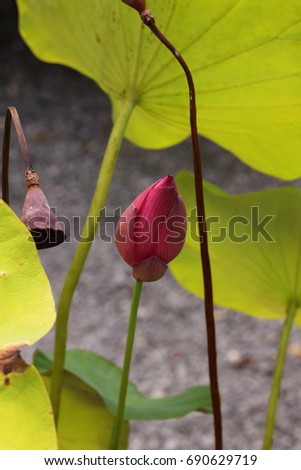 PINK LOTUS FLOWER WITH YELLOW POD