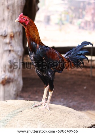 Fighting Cock Stand Front Isolated on canvas background